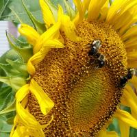 View photo in a new window