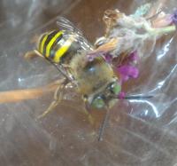 View photo in a new window