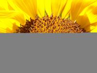 View photo in a new window