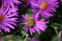 View photo in a new window