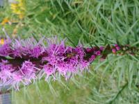 View photo in a new window