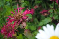 View photo in a new window