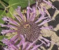 View photo in a new window