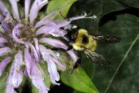 View photo in a new window