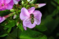 View photo in a new window