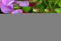 View photo in a new window