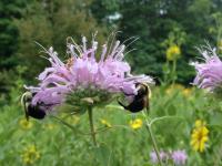 View photo in a new window