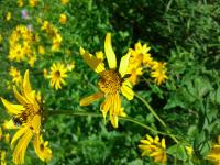 View photo in a new window