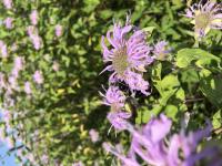 View photo in a new window