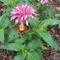 View photo in a new window