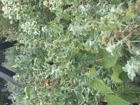 View photo in a new window