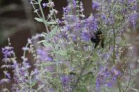 View photo in a new window