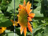 View photo in a new window