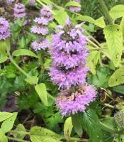 View photo in a new window