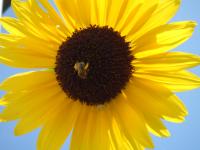 View photo in a new window