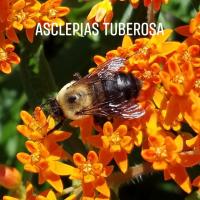 View photo in a new window