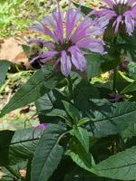 View photo in a new window