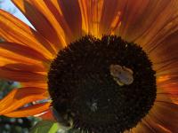 View photo in a new window