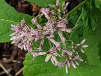 View photo in a new window