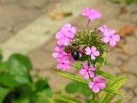 View photo in a new window