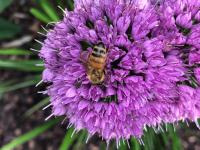 View photo in a new window