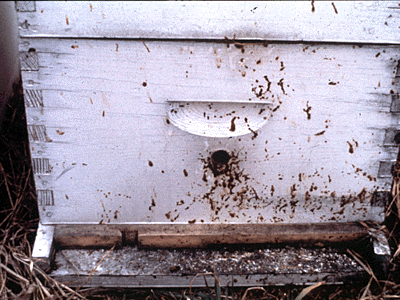 Streaking on the outside of a hive with nosema