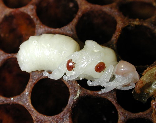 Varroa mites on a honey bee pupa