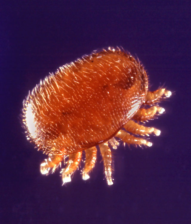 Close up of a Varroa mite