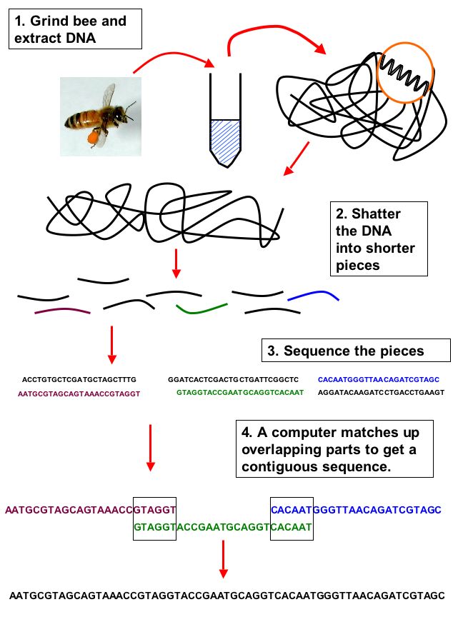 diagram of how a genome is sequenced