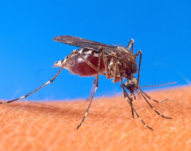 Aedes egypti mosquito