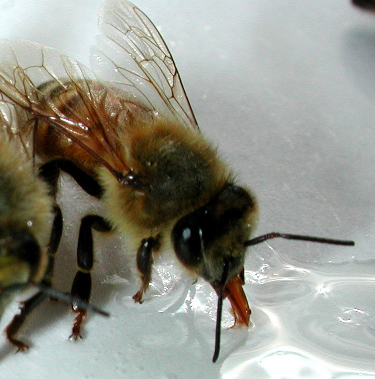 bee drinking sugar water
