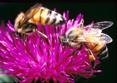 Bee with Pollen Basket