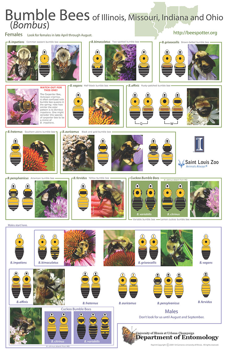 View small PDF of Color Pattern Guide to Bumble Bees of Illinois, Missouri, Indiana, & Ohio