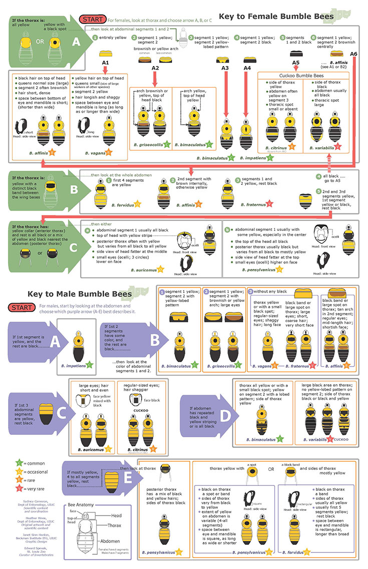 View small PDF of Key to Female and Male Bumble Bees of Illinois, Missouri, Indiana, & Ohio