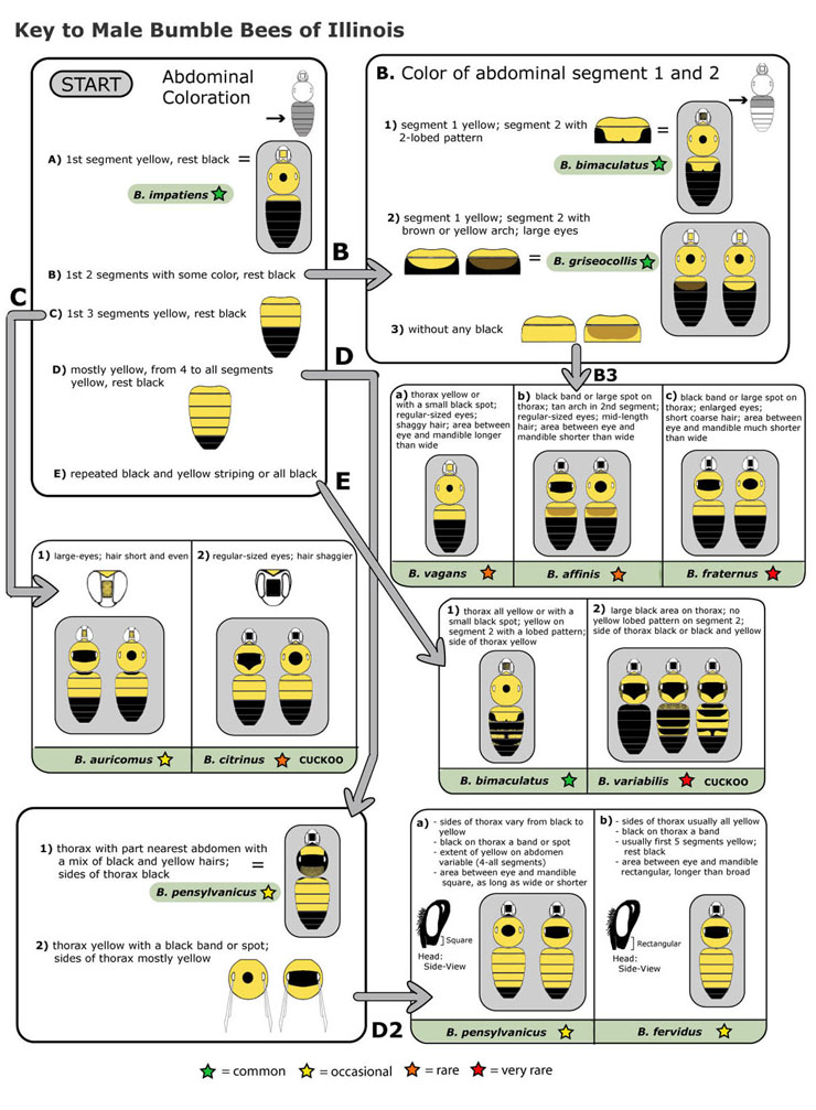 This key to male bumble bees of Illinois can help you identify your bumble bee (if it is male)