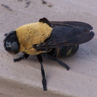 Adult Bot Fly photo from the side