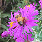 1000th bee spotting of 2018: honey bee on flower