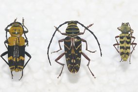 Close-up side-by-side-by-side view of 3 beetles, all of which have yellow and black coloring