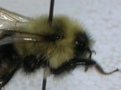 Close-up view of a bee's body covered in thick, fuzzy hair