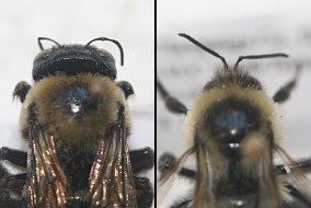Side-by-side comparison of a carpenter bee's larger head (left) with a bumble bee's smaller head (right)