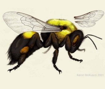 Artist's rendering of a side view of a bumble bee