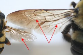 Side-by-side comparison of a fly's single wing (left) with a bumble bee's double wing (right)
