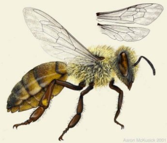 Artist's rendering of a side view of a honey bee
