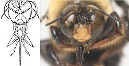 Close-up view of an artist's rendering next to a photo of a bee, both showing a bee's mouthparts