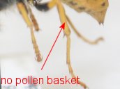 Close-up view of the hind legs of another type of bee with no pollen baskets