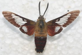 Top view of a Clear-winged Sphinx Moth