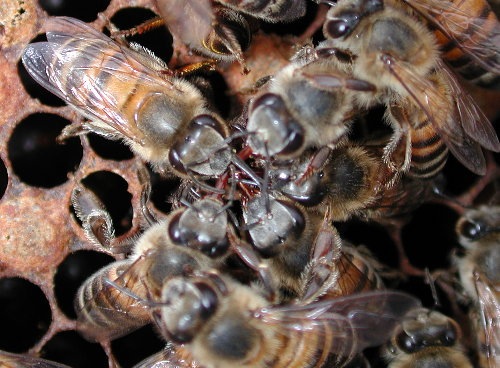 Bees sharing food