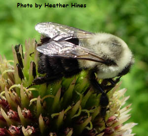Bumble Bee Heather